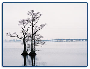 Fog on the River